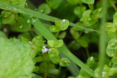 Lindernia parviflora